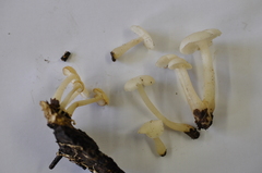 Clitocybula abundans