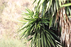 Chamaerops humilis