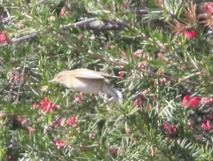 Phylloscopus trochilus