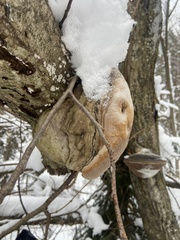 Fomitopsis betulina