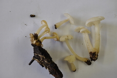 Clitocybula abundans