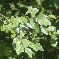 Populus × canescens