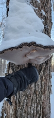 Phellinus nigricans