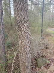 Ulmus alata