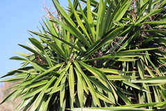 Chamaerops humilis