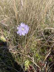 Pinguicula caerulea