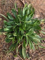 Plantago lanceolata