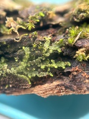 Frullania inflata