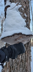 Phellinus nigricans