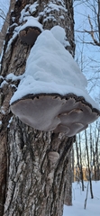 Phellinus nigricans