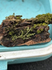 Frullania inflata
