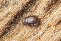 Murmidius
