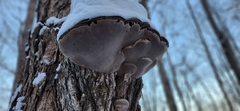 Phellinus nigricans