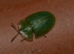 Cassida deflorata