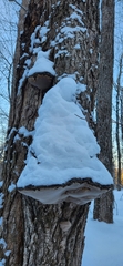 Phellinus nigricans