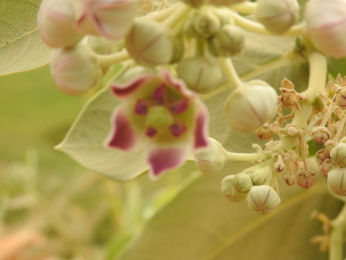 giant milkweed