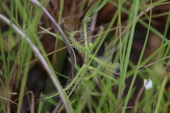 Drosera aquatica
