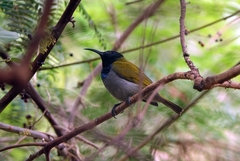 Cyanomitra verticalis