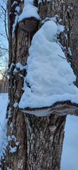 Phellinus nigricans