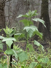 Hibiscus grandiflorus