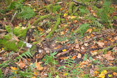 Clitocybula abundans