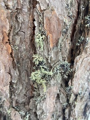 Pseudevernia furfuracea