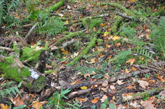 Clitocybula abundans