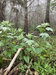 Hibiscus grandiflorus