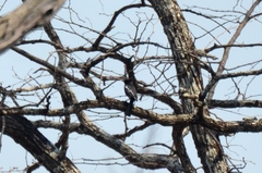 Melaniparus niger ravidus