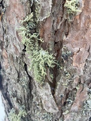 Pseudevernia furfuracea