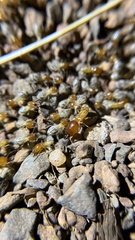 Macrotermes gilvus