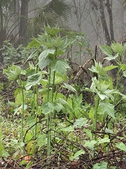 Hibiscus grandiflorus