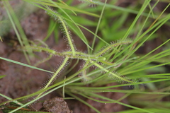 Drosera aquatica