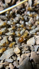 Macrotermes gilvus