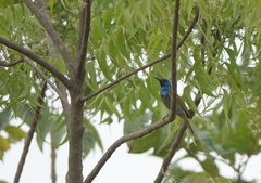 Cyanomitra verticalis