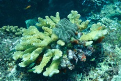 Pocillopora grandis