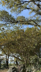 Byrsonima crassifolia