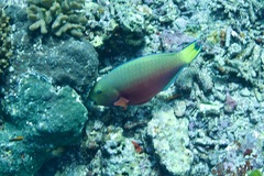 Chlorurus strongylocephalus