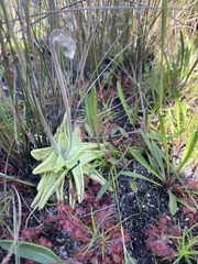 Pinguicula caerulea