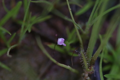 Utricularia minutissima