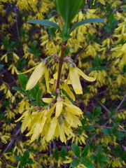 Forsythia suspensa