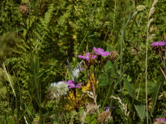 Melanargia russiae