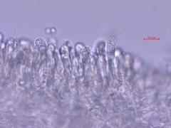 Clitocybula abundans