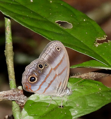 Magneuptychia harpyia