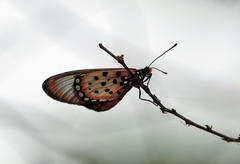 Acraea pseudegina
