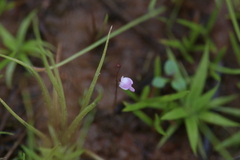 Utricularia minutissima