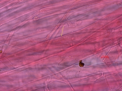 Clitocybula abundans