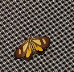 Phaeochlaena amazonica