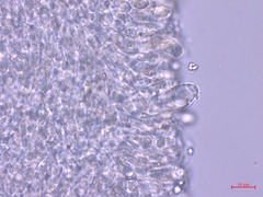 Clitocybula abundans