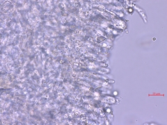 Clitocybula abundans